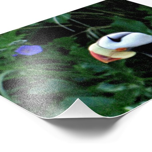 Puffins photo 6x4 (Coin)