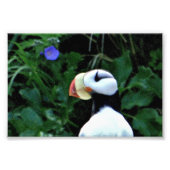 Puffins photo 6x4 (Devant)