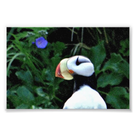 Puffins photo 6x4 (Devant)