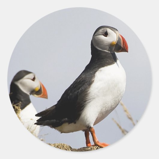 Puffins Ronde Sticker (Voorkant)