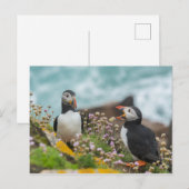 PUFFINS - SALTEE EILANDEN, IERLAND BRIEFKAART (Voorkant / Achterkant)