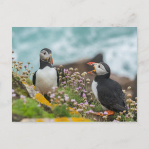 PUFFINS - SALTEE EILANDEN, IERLAND BRIEFKAART