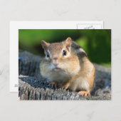 Puffy Cheeked Chipmunk Briefkaart (Voorkant / Achterkant)