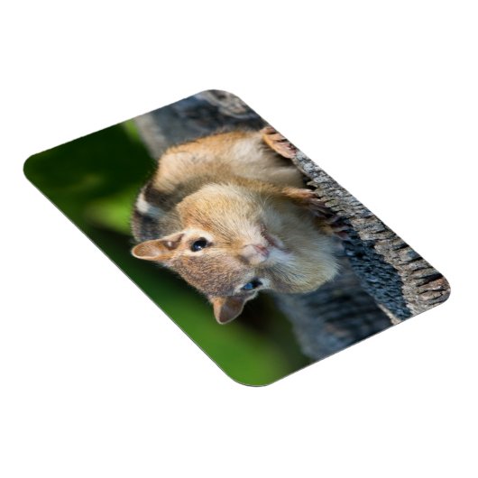 Puffy Cheeked Chipmunk Magneet (Rechterzijde)