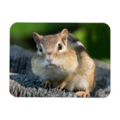 Puffy Cheeked Chipmunk Magneet (Horizontaal)