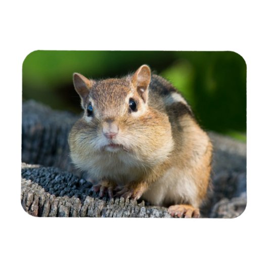 Puffy Cheeked Chipmunk Magneet (Horizontaal)