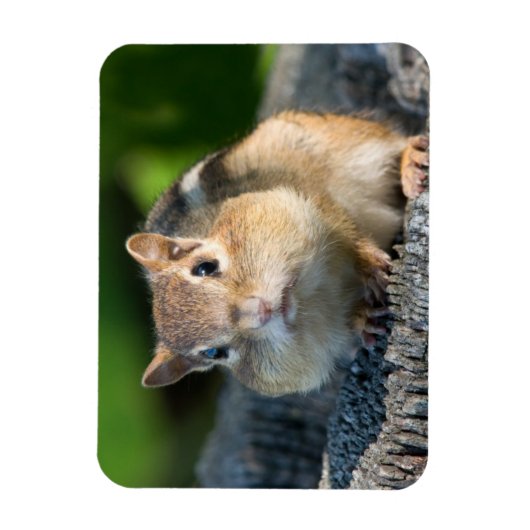 Puffy Cheeked Chipmunk Magneet (Verticaal)