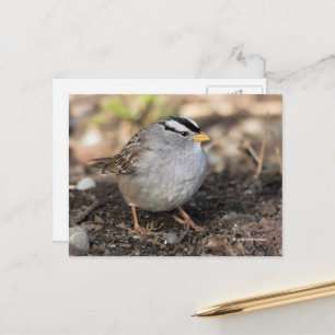 Puffy White-Crowned Sparrow Songbird in Winter Sun Briefkaart