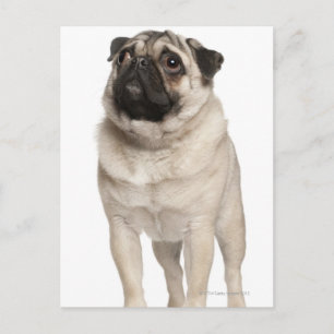 Pug (13 maanden oud) die omhoog kijkt briefkaart