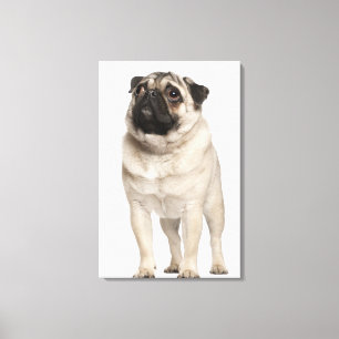 Pug (13 maanden oud) die omhoog kijkt canvas afdruk