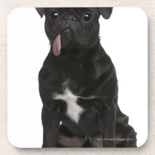 Pug (1 jaar oud) zit met zijn tong aan het hangen bier onderzetter