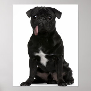 Pug (1 jaar oud) zit met zijn tong aan het hangen poster