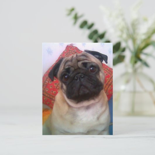 pug 4.png briefkaart (Staand voorkant)
