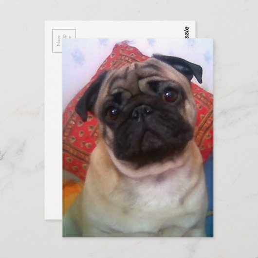pug 4.png briefkaart (Voorkant / Achterkant)
