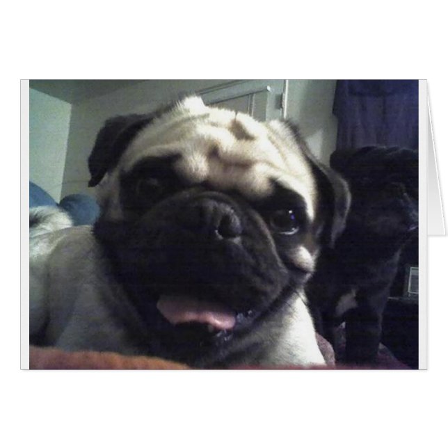 Pug 5.png (Voorkant Horizontaal)