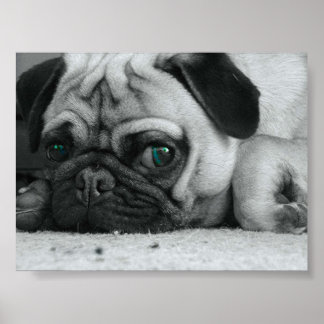 Pug "Breena" Poster