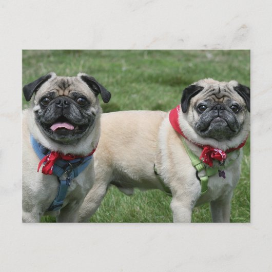 Pug Briefkaart (Voorkant)
