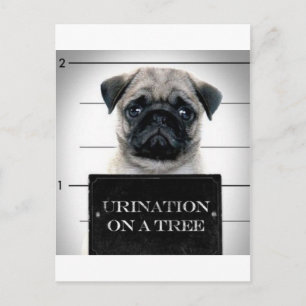 Pug Briefkaart