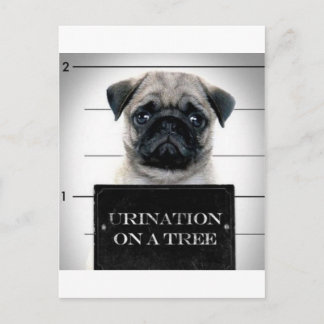 Pug Briefkaart