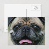 Pug Briefkaart (Voorkant / Achterkant)
