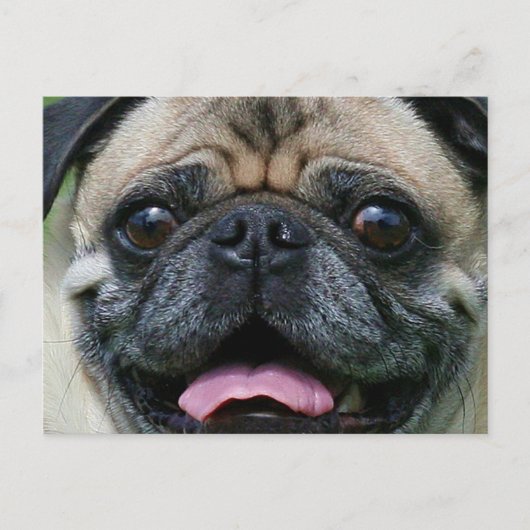 Pug Briefkaart (Voorkant)