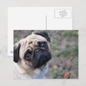 PUG BRIEFKAART (Voorkant / Achterkant)