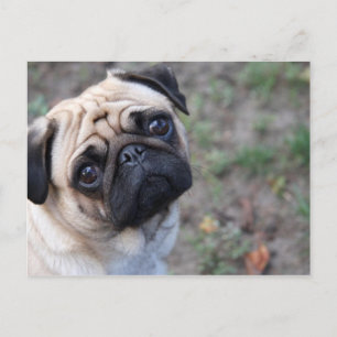 PUG BRIEFKAART