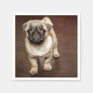 Pug Brown Dog Photo Servet