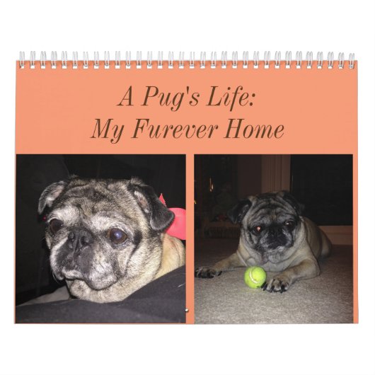Pug Calendar Kalender (Hoes)