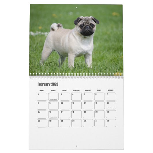 Pug Calendar Kalender (Feb 2026)