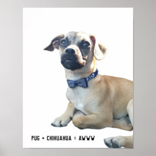 Pug + Chihuahua = AWWW Schattige Hondenras Bowtie Poster