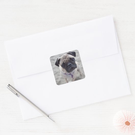 Pug Closeup Vierkante Sticker (Envelop)
