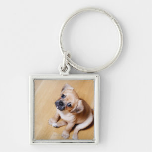 Pug Cross Cavalier King Charles Spaniel Sleutelhanger
