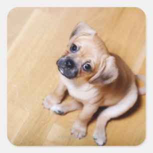 Pug Cross Cavalier King Charles Spaniel Vierkante Sticker