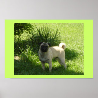 Pug-dag Poster