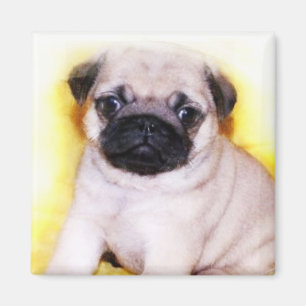 Pug de magneet van het Puppy