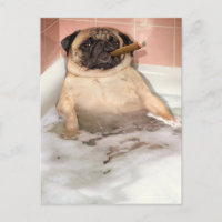 Pug die Bubble Bath pakt