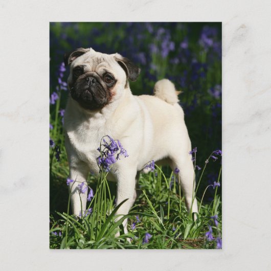 Pug die van Fawn zich in de Klokjes bevinden Briefkaart (Voorkant)
