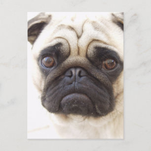 Pug Dog Briefkaart