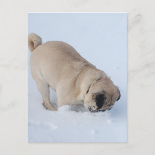Pug Dog die de wintersneeuw speelt Briefkaart