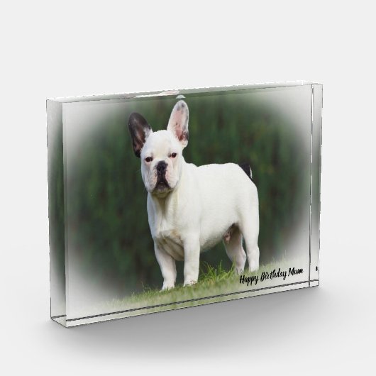 Pug Dog. Fotoblokken (Links)