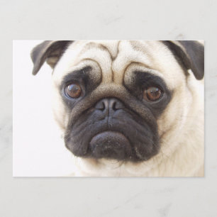 Pug Dog Invitation Kaart