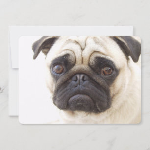 Pug Dog Kaart