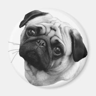 Pug Dog Magneet