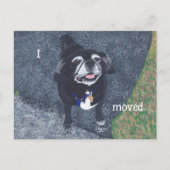 Pug Dog New Address Postcards Briefkaart (Voorkant)