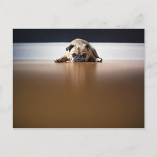 Pug Dog Puppy Grumpy Leuke Dier Huisdier Rimpelig Briefkaart