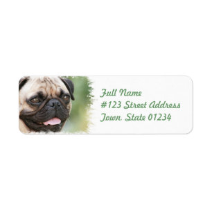 Pug Dog Return-adreslabel Etiket