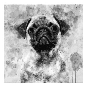 Pug Dog Zwart-wit Waterverf 01 Foto Afdruk