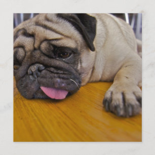 Pug één te veel uitnodiging