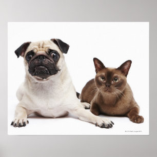 Pug en Birmese kat Poster